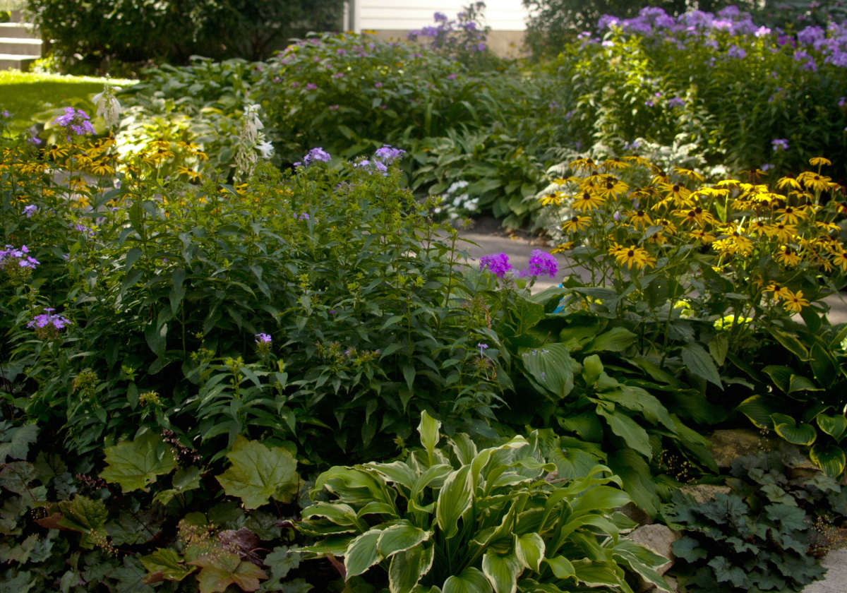 yellow and purple blooms atop many tall green plants with green and white hostas in foreground