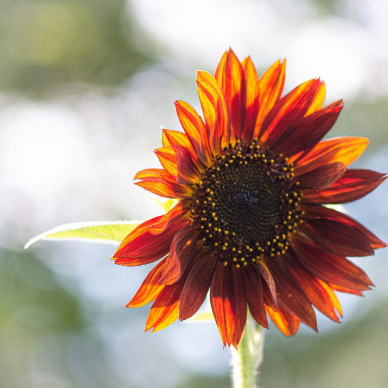 Closeup of sunflower bloom with black seeds and dark orange petals