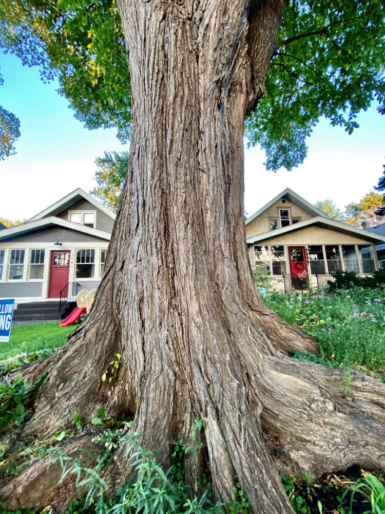 tree trunk with expansive roots with two bungalow houses in background