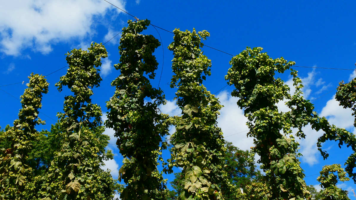 tall columns of green vines with light green buds against a blue sky with some clouds