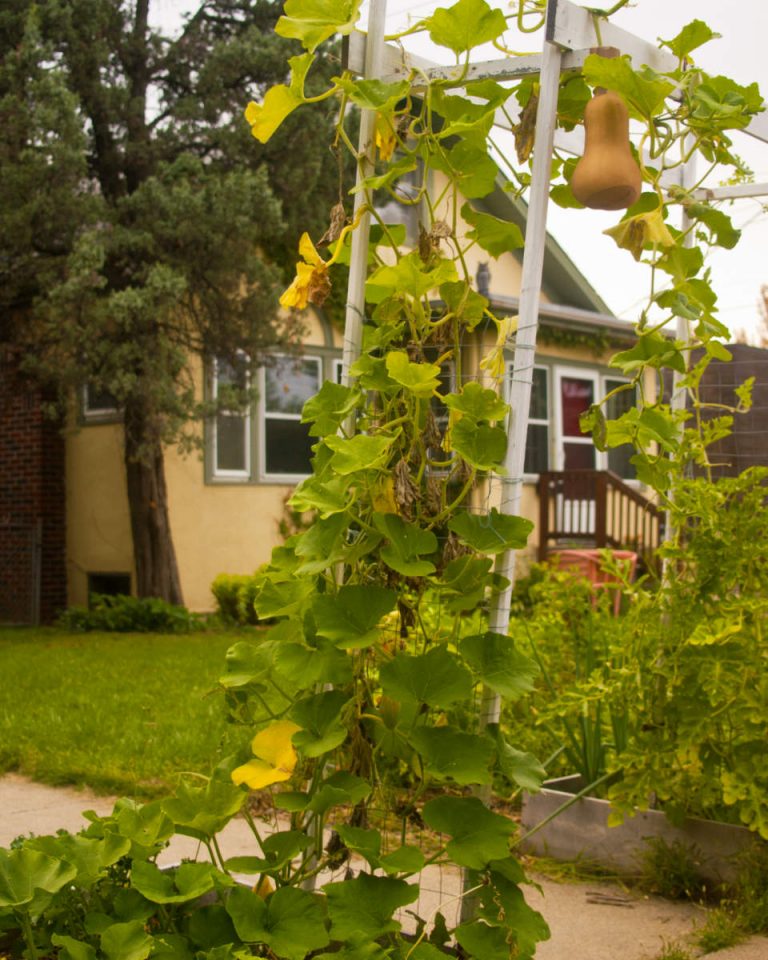 yellow bulb-shaped vegetable hangs atop a vine-covered trellis with a yellow stucco bungalow house in background