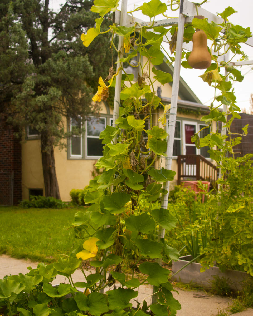 yellow bulb-shaped vegetable hangs atop a vine-covered trellis with a yellow stucco bungalow house in background