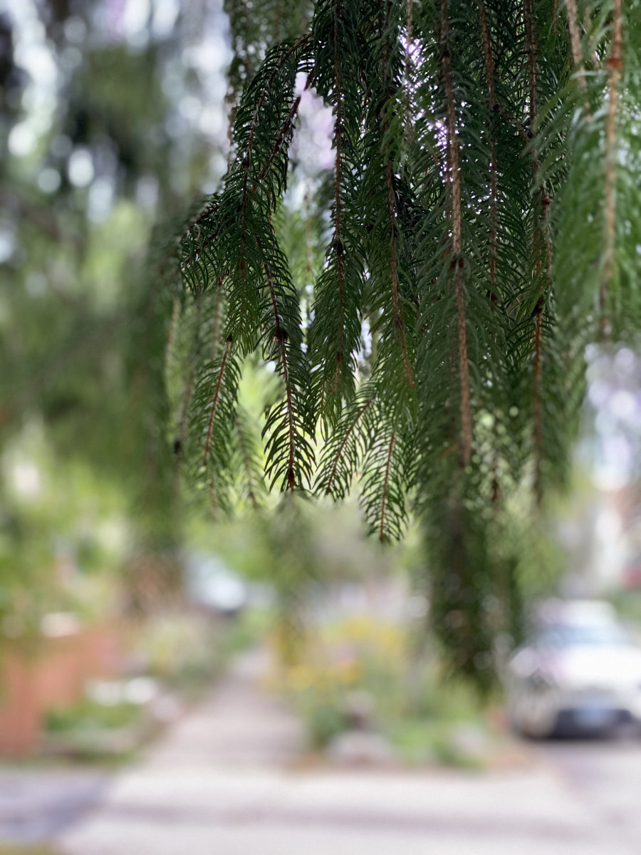 deep green pine needles on branches hanging down with blurry background