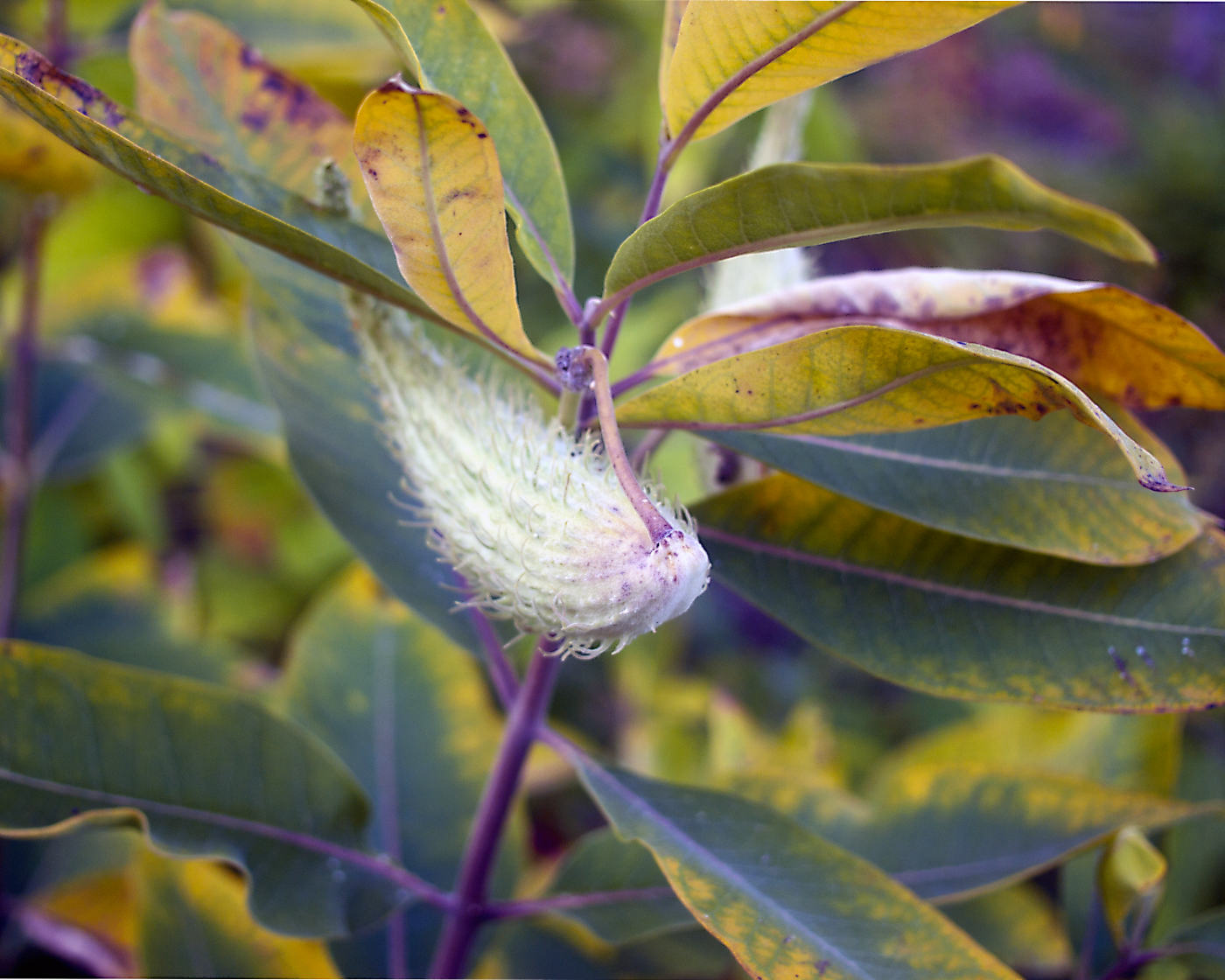 white teardrop shaped pod with fine hairs on a plant of drying green-to-yellow leaves with purple stems and accents