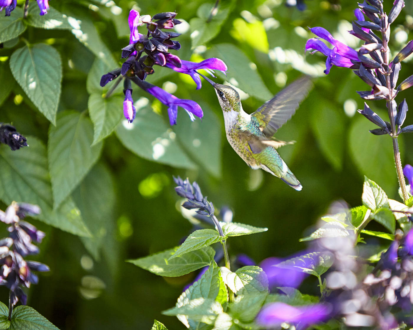 slender bird aloft with wings outstretched with beak going into a violet flower blossom with green leafy background
