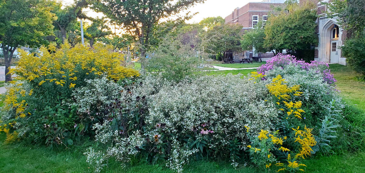 wide row of bushy flowering plants with an older two-story brick school building in background
