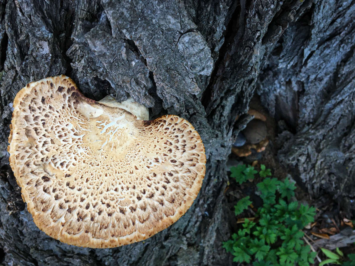 Large tree-ear type mushroom with brown nodules fanning across it on blackish gnarly tree bark