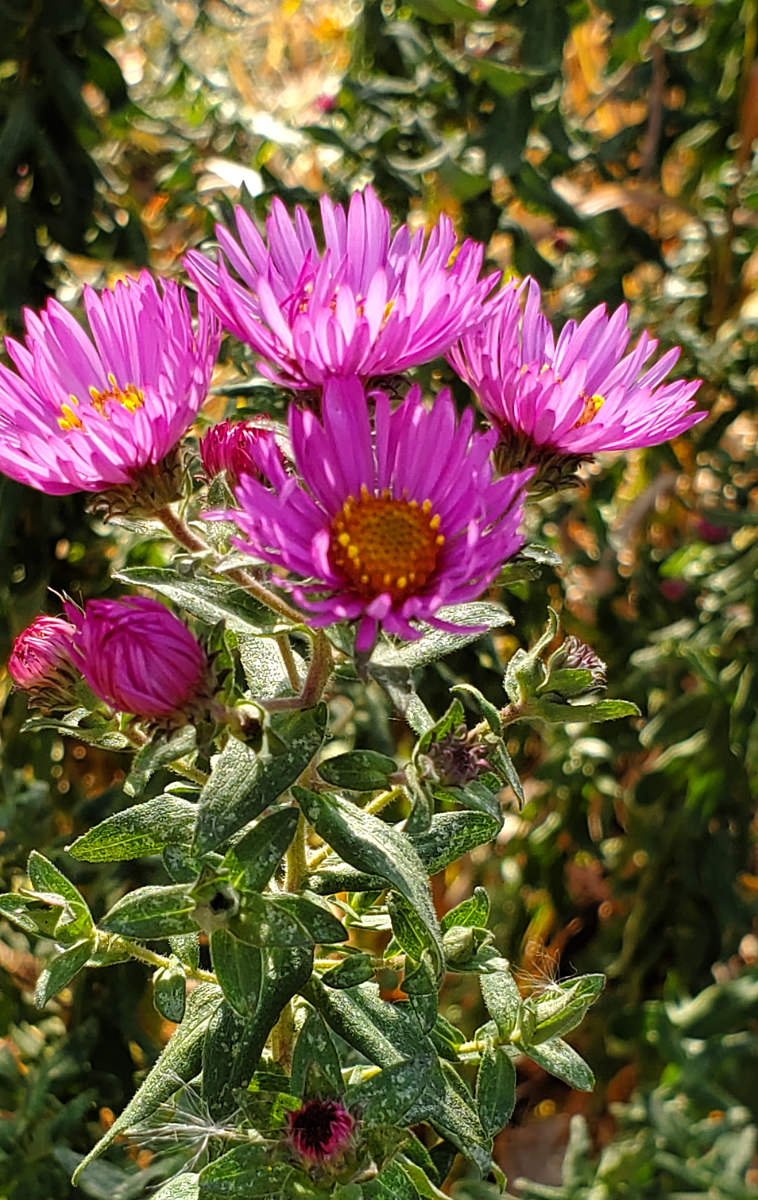 elegant light magenta-petaled flowers against greenage with bits of yellow dried buds and leaves
