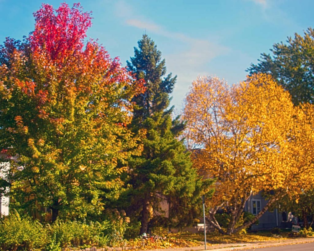 Autumn-colored foiled on trees with evergreen in the middle