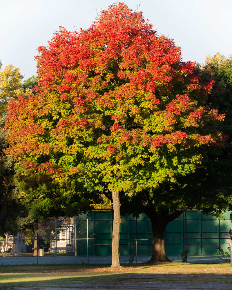 Single maple tree that changes color from green leaves at the base to bright red at the peak