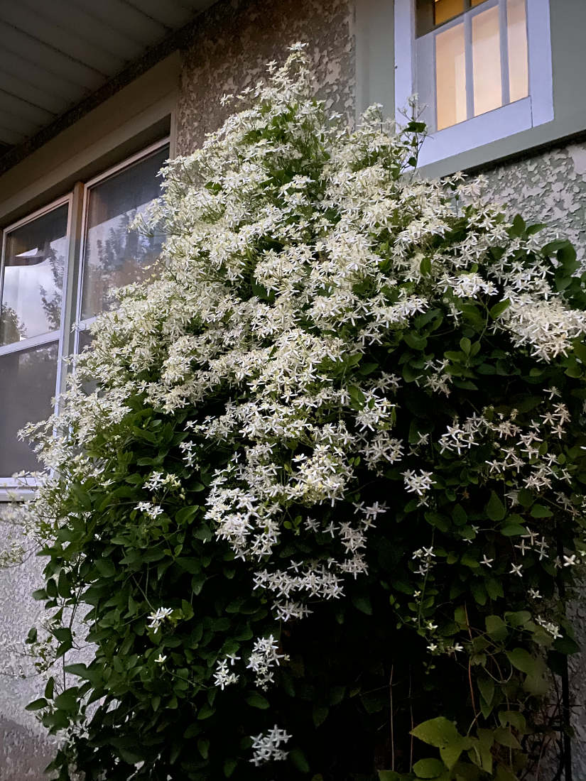 Thick green vine of white blossoms with four or five pointed petals on the side of a house