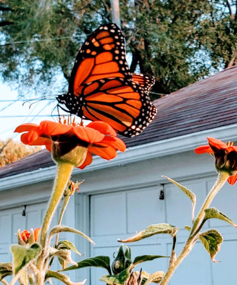 orange and black butterfly alight on a big orange flower against a garage roof and sky