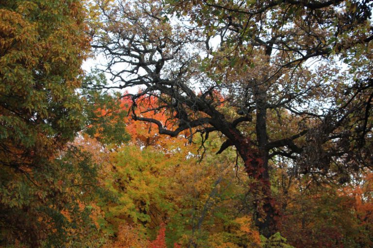A tall craggy bare oak tree surrounded by trees with many fall colored foilage