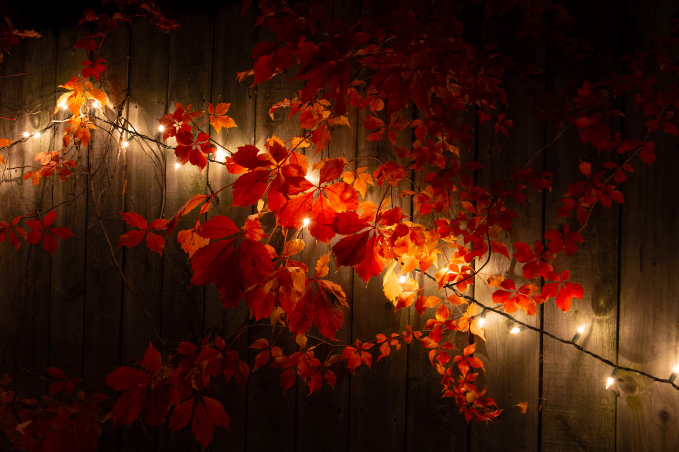 vines of red leaves backlit at night along a wooden fence