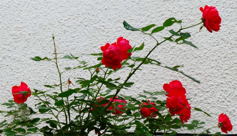 Small number of bright red roses on dark green vines against a dull white stucco wall