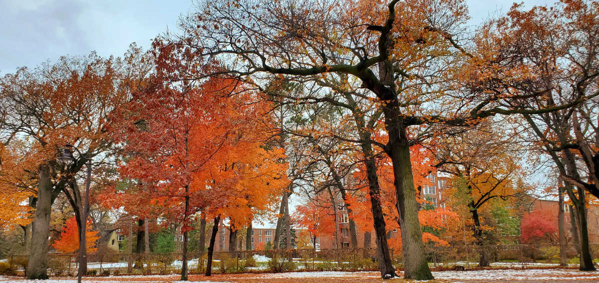 rows of red-leafed trees with tall red brick buildings in background