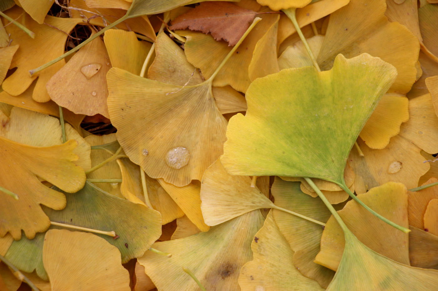 Overlaid pile of golden yellow fan-shaped leaves