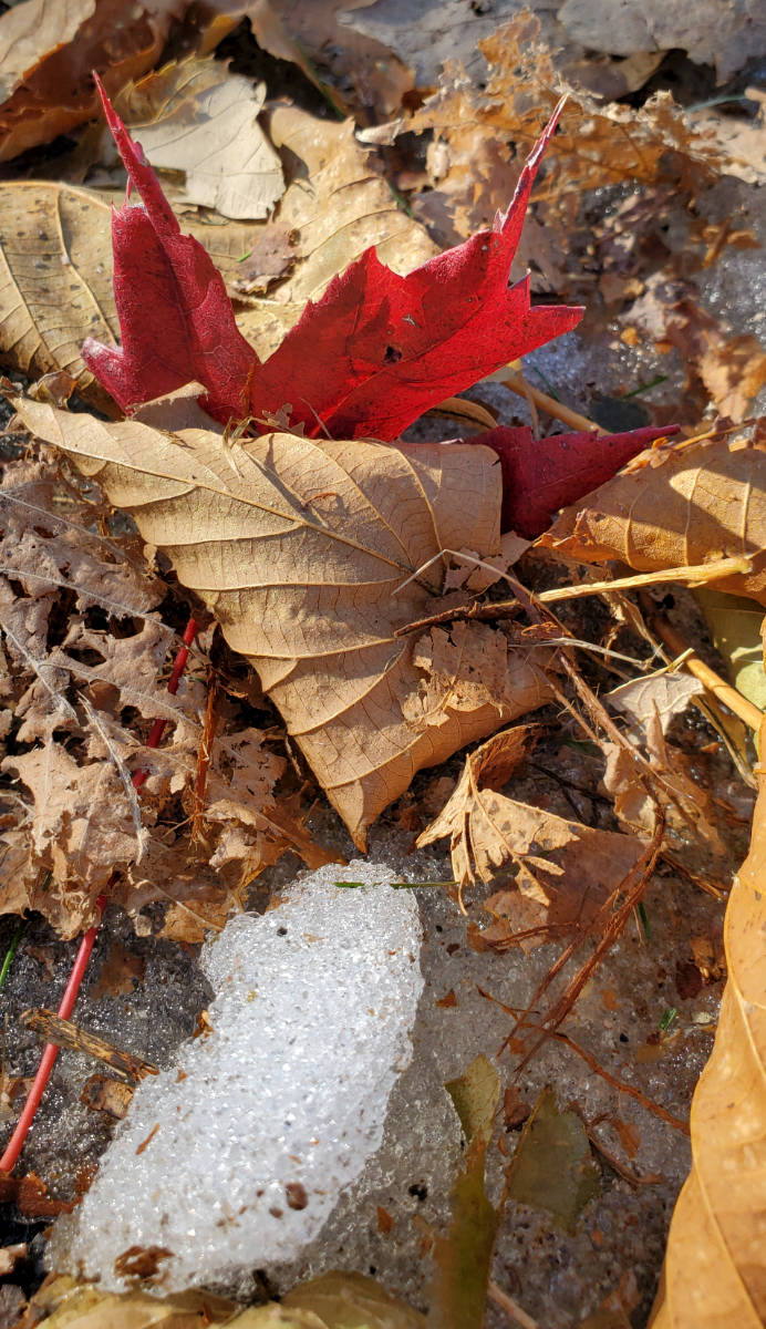 single red maple leaf with brown leafs on the ground and a small clump of icy snow