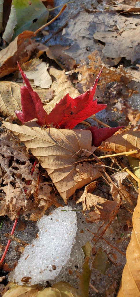 single red maple leaf with brown leafs on the ground and a small clump of icy snow