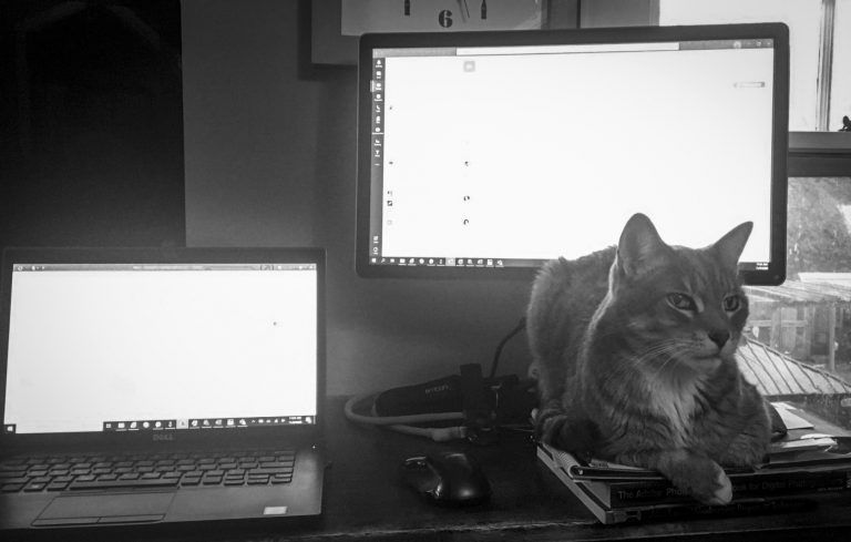 black and white image of laptop computer and monitor on a desk with a cat sitting in front of a screen