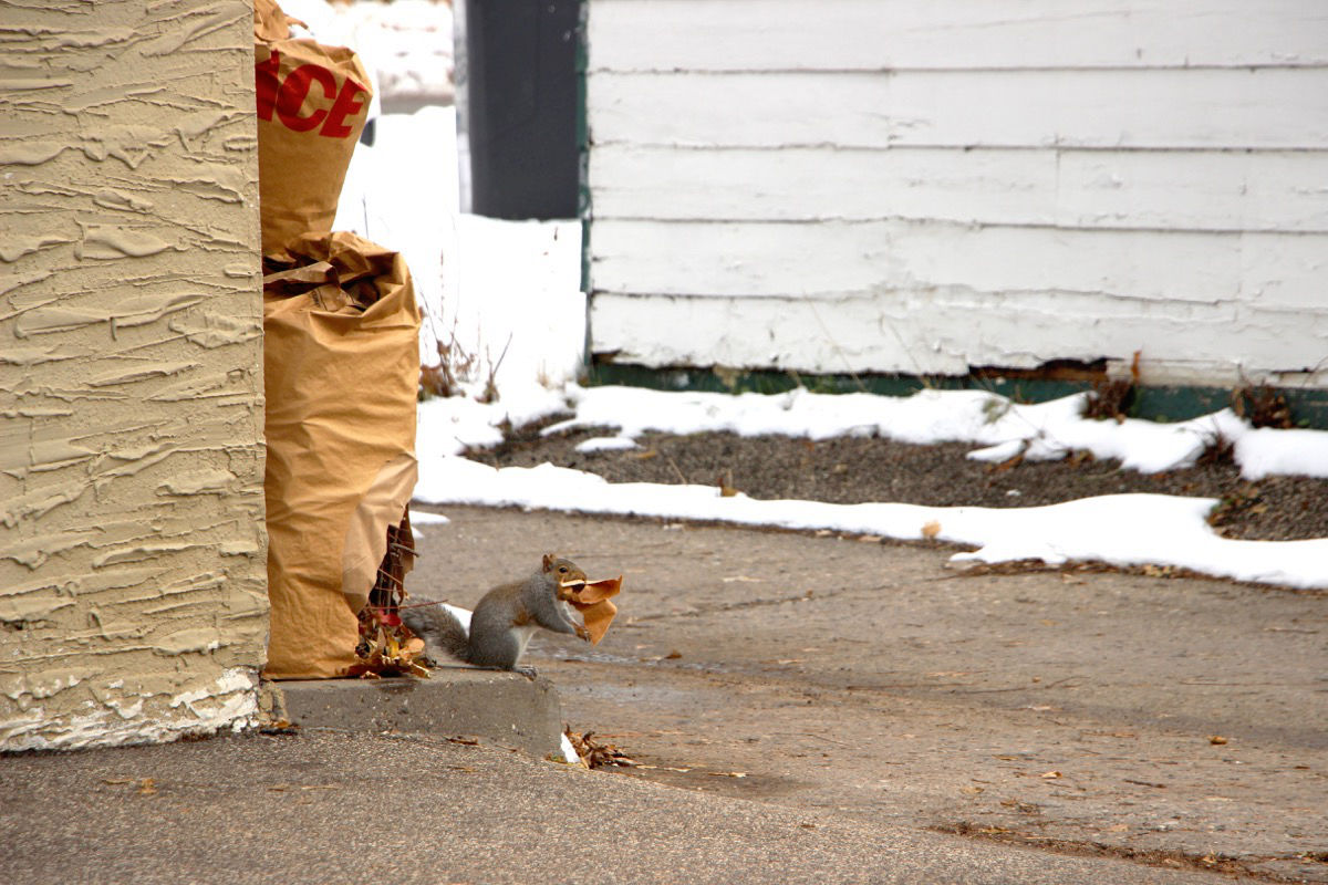 A squirrel holds a piece of brown paper bag in mouth next to a torn yard waste bag in alley