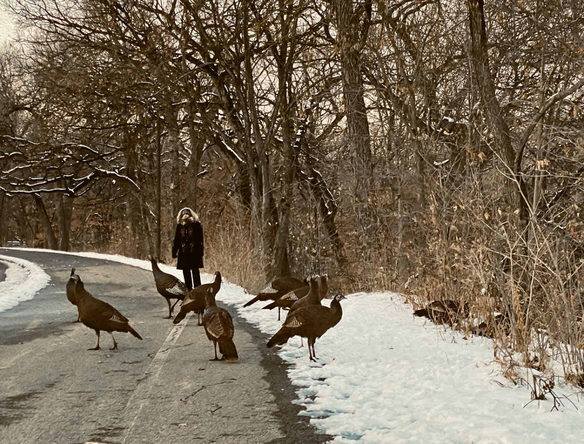 flock of a half dozen wild turkeys on a walking path in front of a woman around bare trees in winter