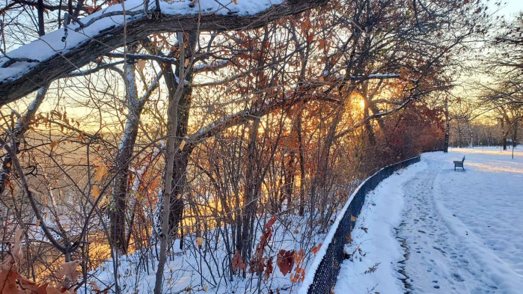 park bench with bare trees and brush covered in snow with early morning light