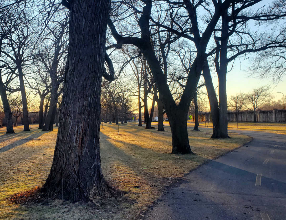 Row of bare tree trunks along a paved path with the sun streaming from the horizon
