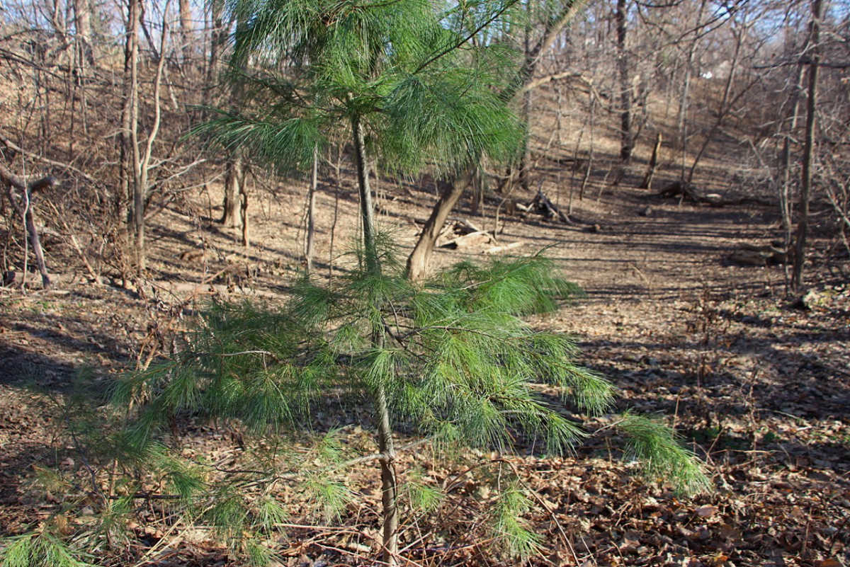 a scrawny young green pine tree in a ravine with bare brown landscape