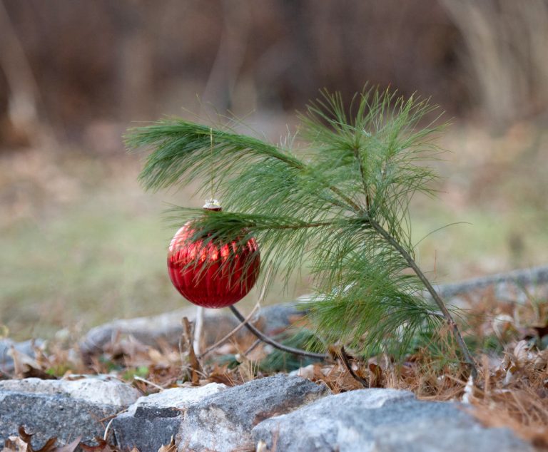 a red christmas ornament hangs on a single pine branch just off the ground