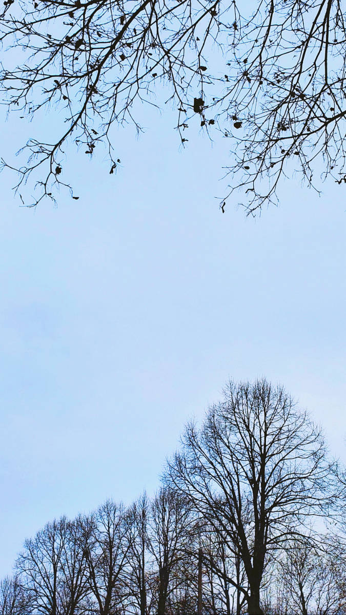 bare branches against a blue sky