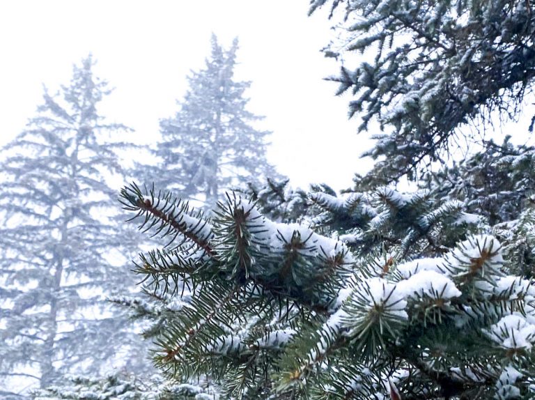 snow covers the top of evergreen branches with green needles and in the background are faint outlines of tall evergreen trees in a white sky