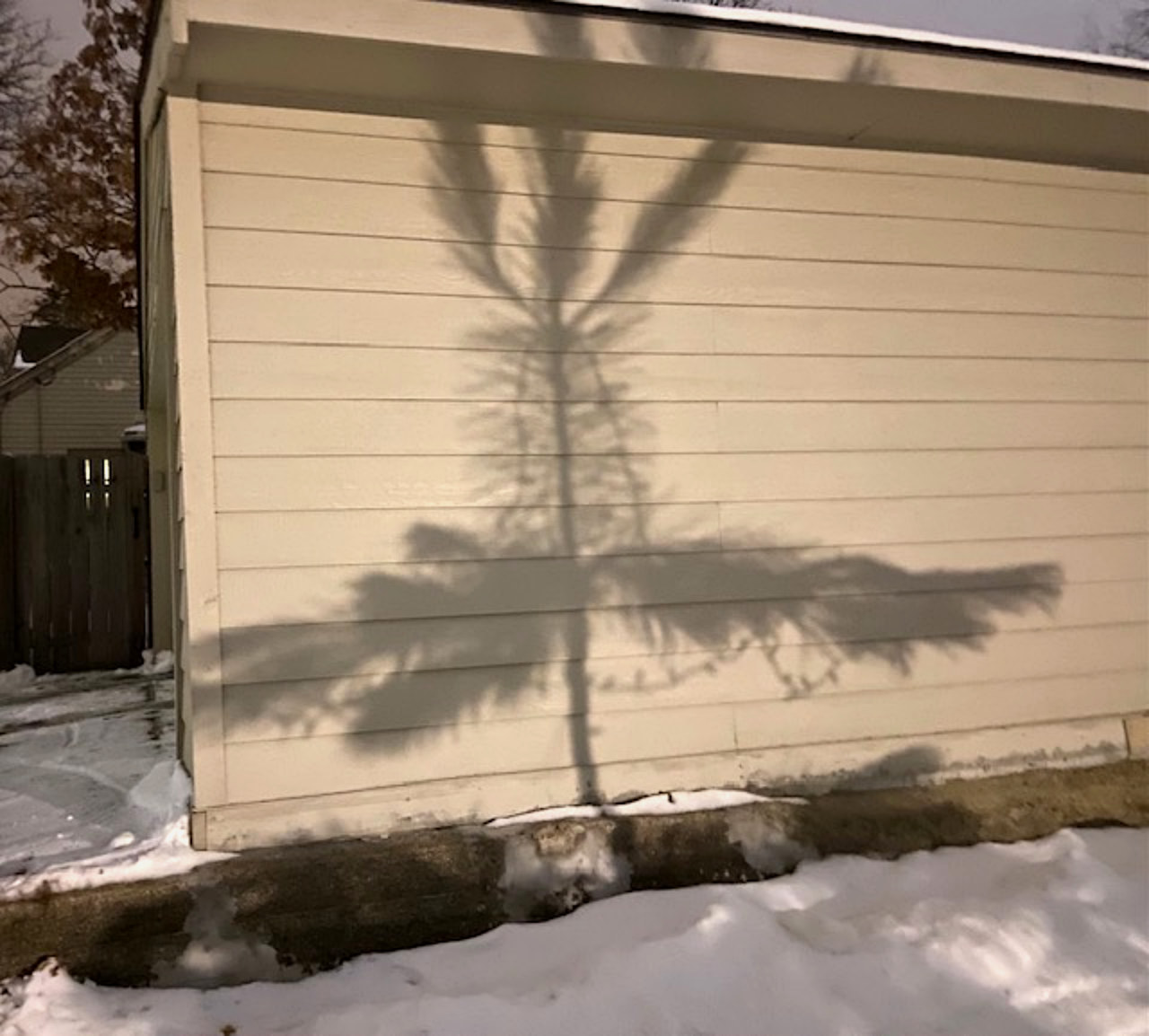 shadow of evergreen tree branch on cream-colored clapboard garage wall hit by sunlight