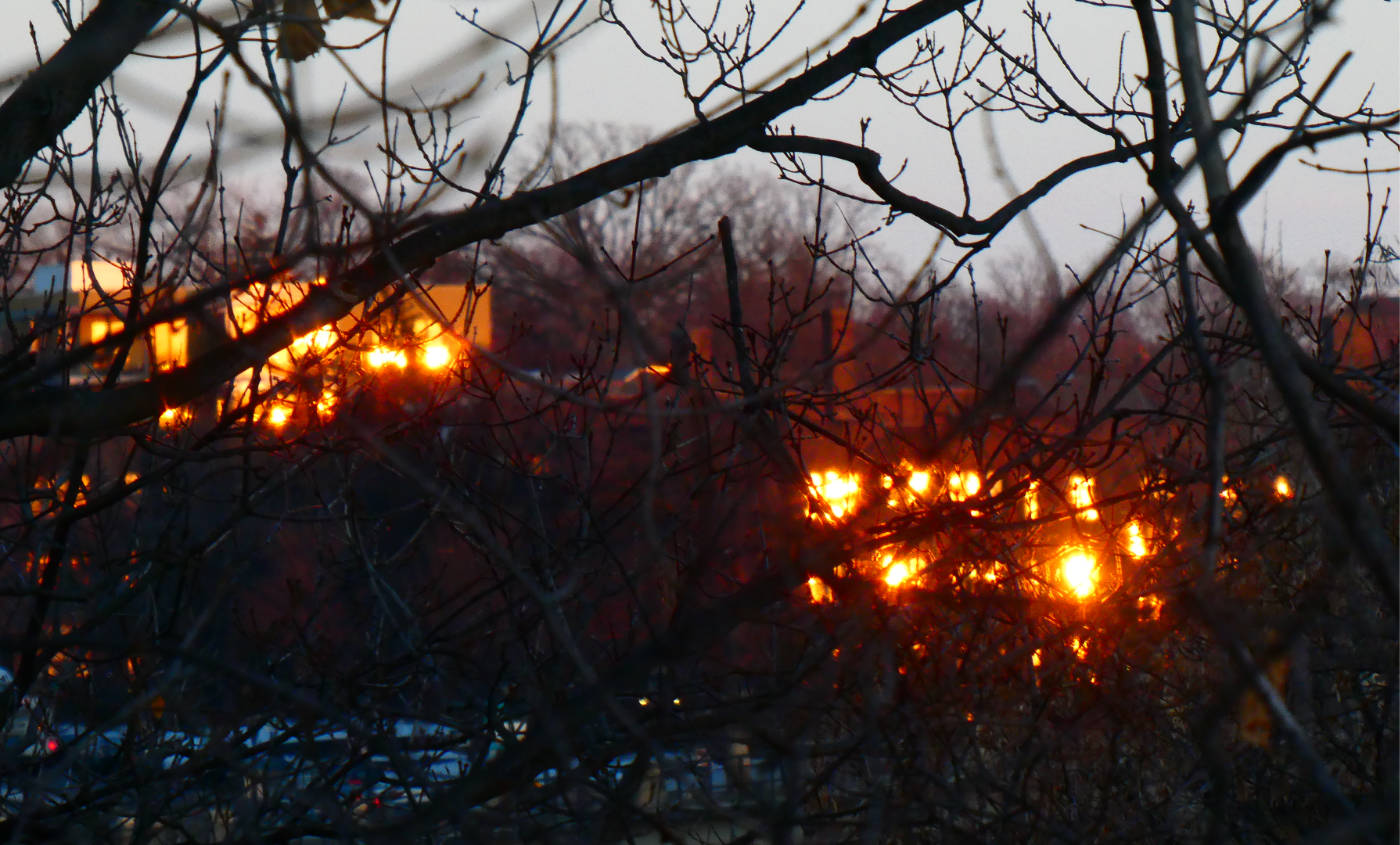 Flaming orange panels seen on a dark bank of trees against a gray sky with bare tree branch silhouettes in foreground