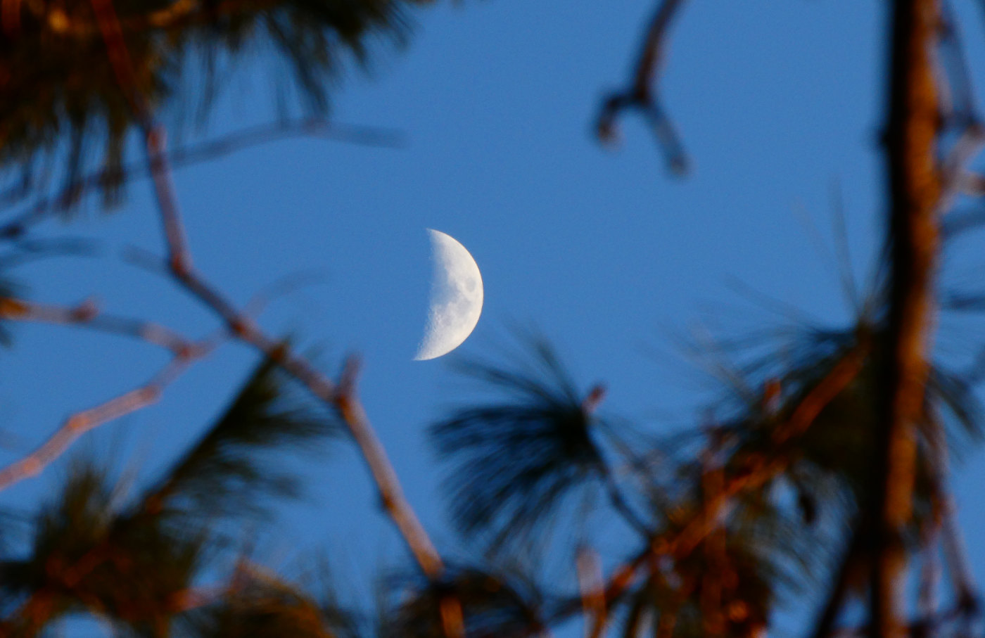 crescent moon in a deep blue sky with blurrred branches and evergreen needles in foreground