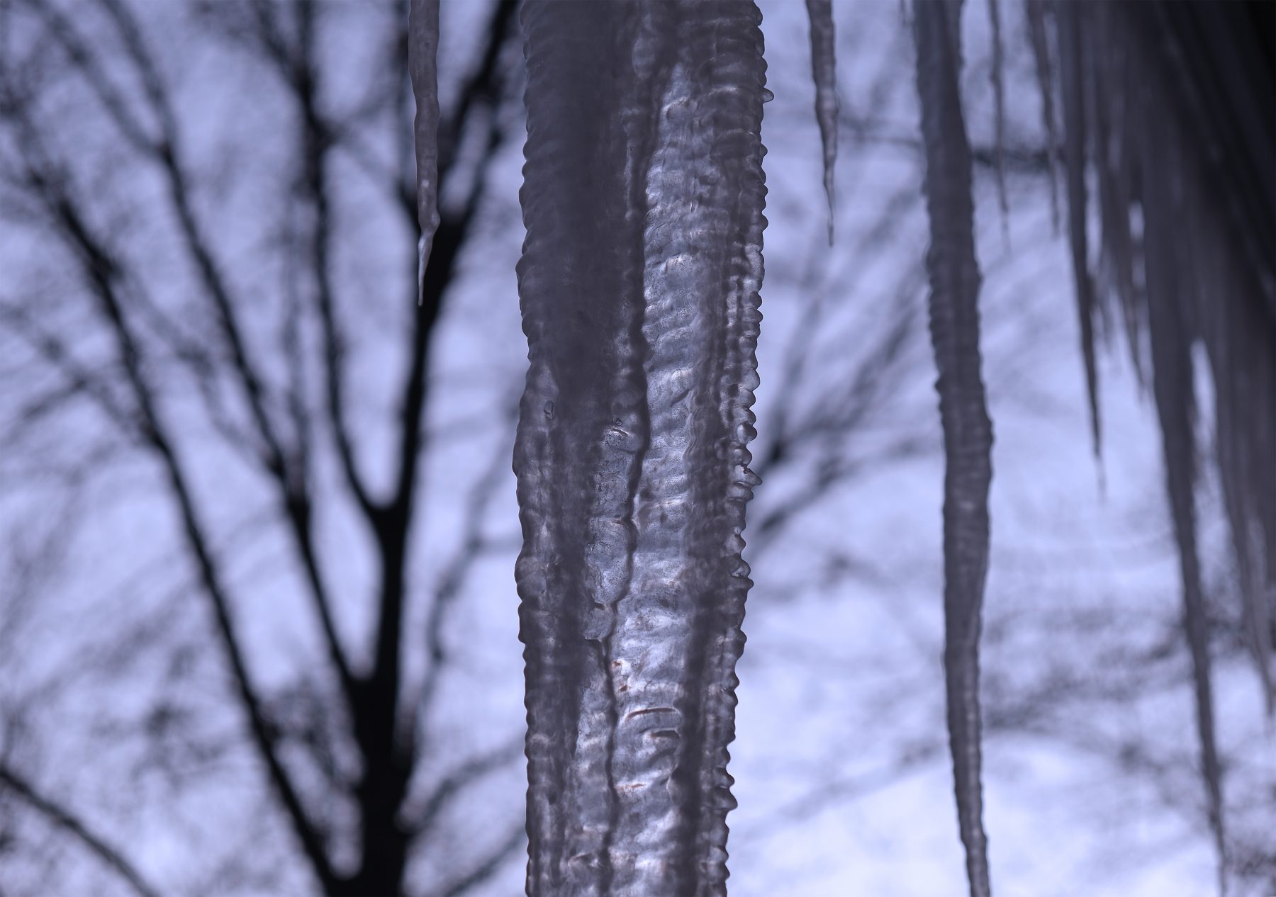 Icicles closeup in a gray winter landscape
