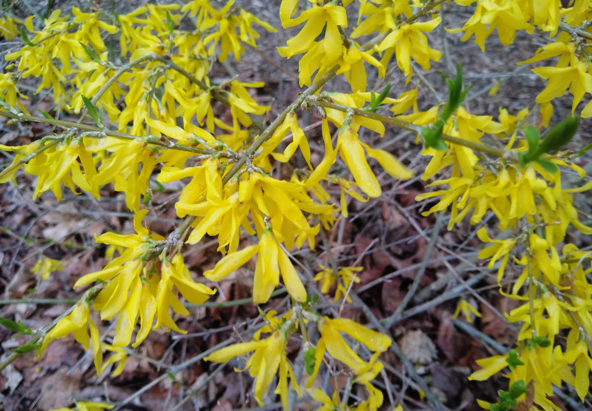 Many yellow blossoms with long petals along green branches over dry brown leaves on ground