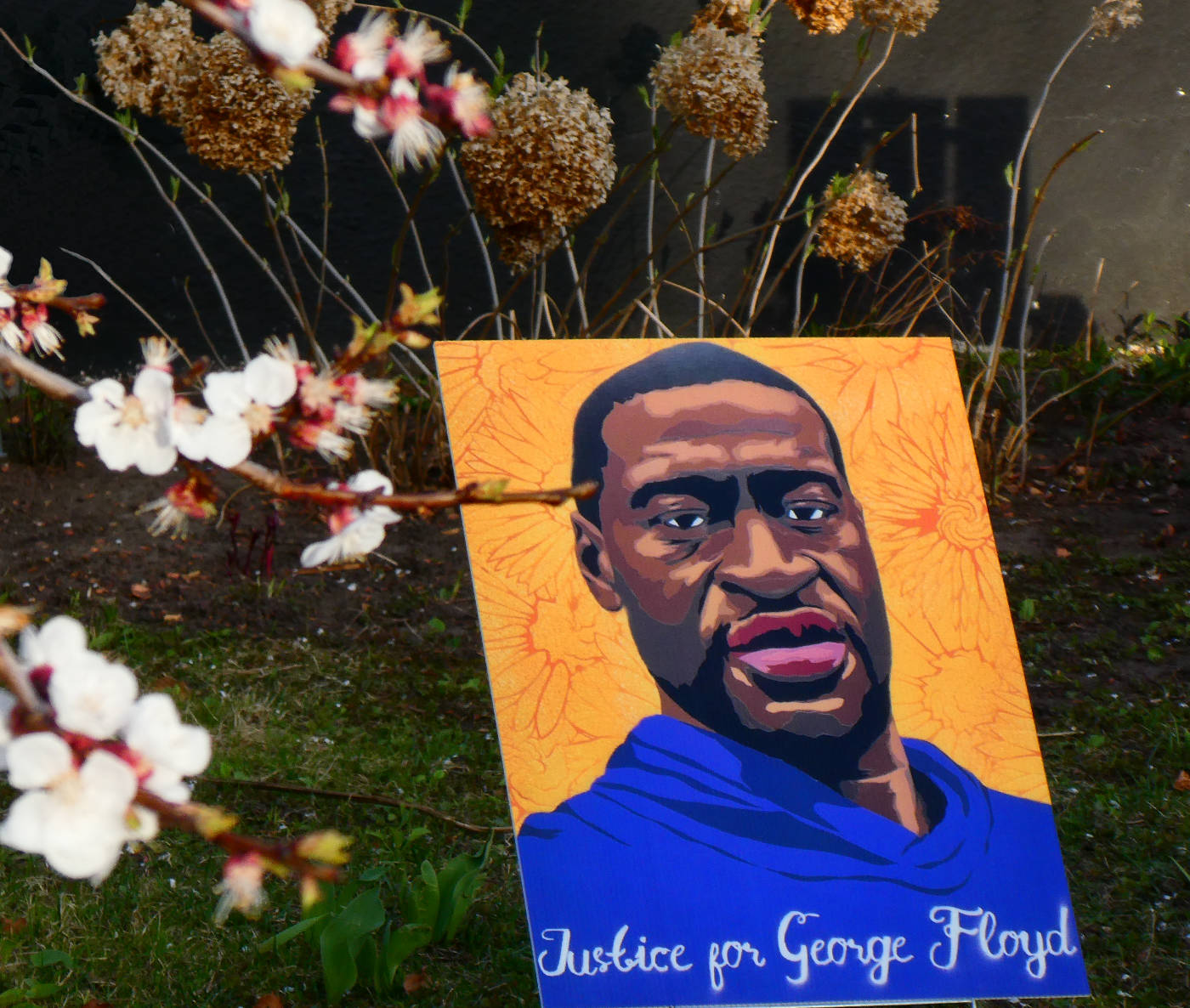 picture of a black man in a blue shirt on a yellow background with the inscription "Justice for George Floyd" propped up on a lawn with white and pink blossoms to the side in foreground