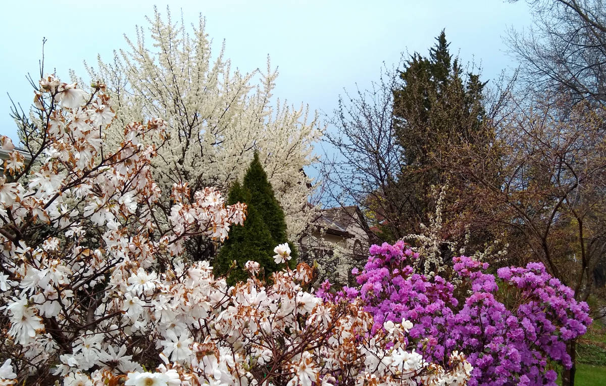 white and magenta blossoms atop bushes in foreground with white blossoms on a tree with other green or bare trees in background