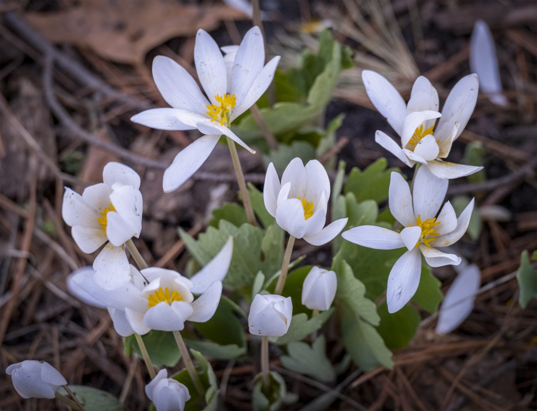 A Minnesota Wildflower, the Sanguinaria canadensis (or Bloodroot) blooms for only a day or two before dying