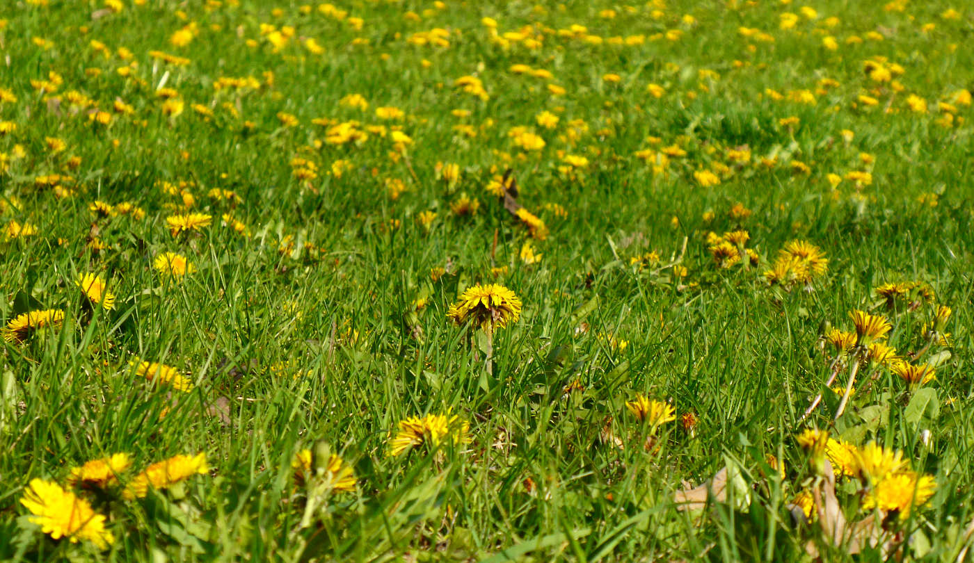 field of bright yellow dandelion flowers on green grass