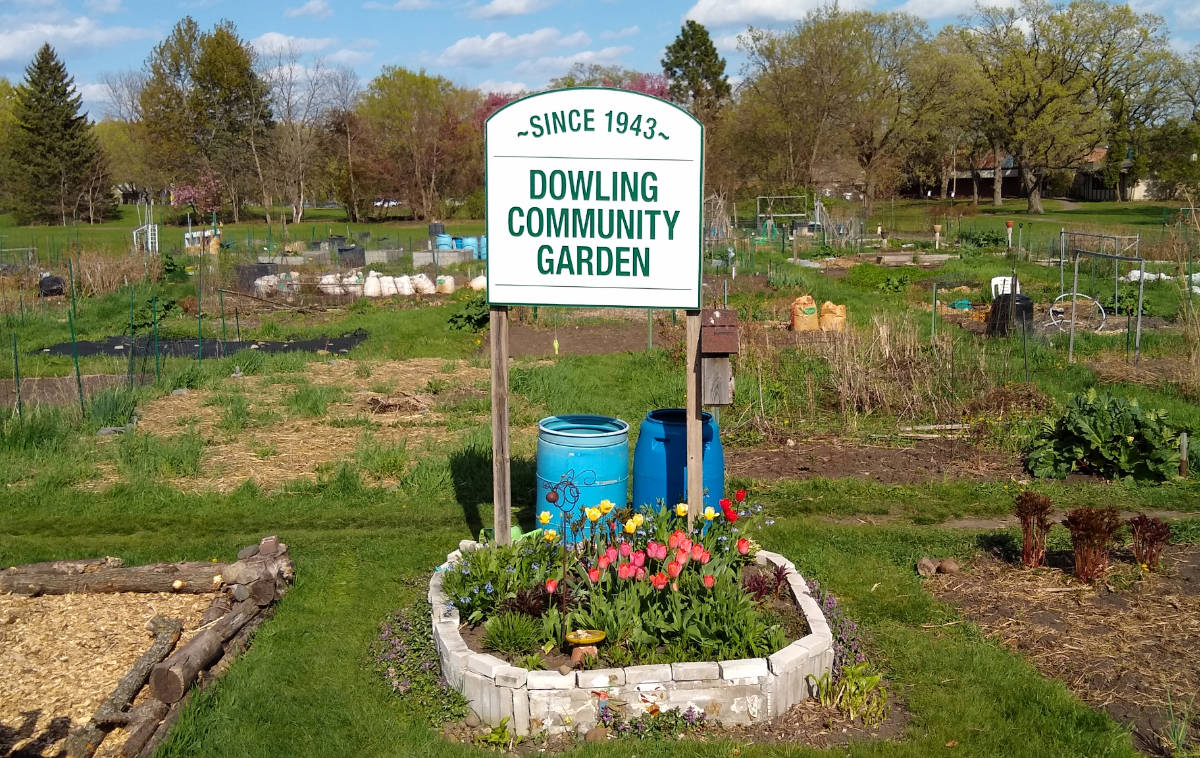 Large garden field with green and white sign over flowering tulip bed reading Since 1943 — Dowling Community Garden