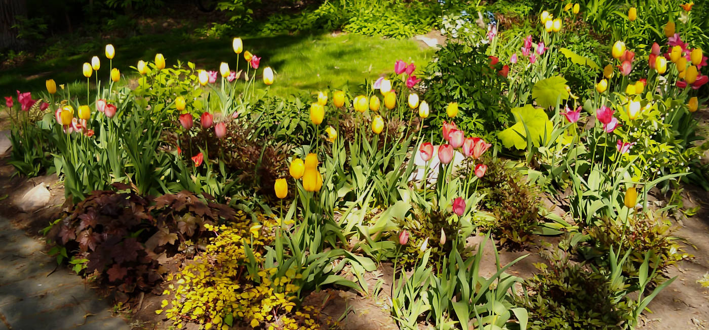 bed of colorful tulips with greenery