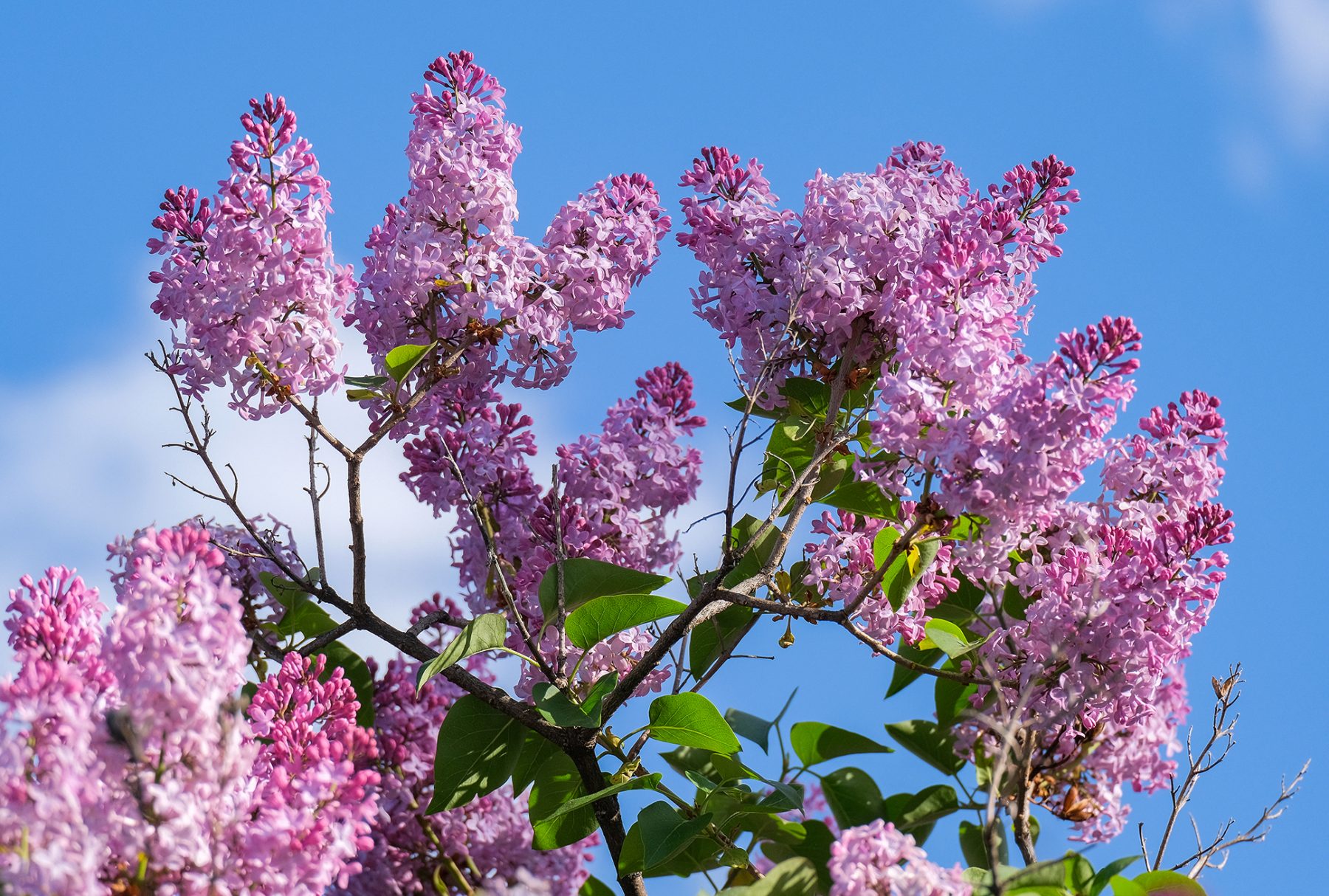Fresh lilac blossoms fill the air. The scent this time of year is amazing in Longfellow.
