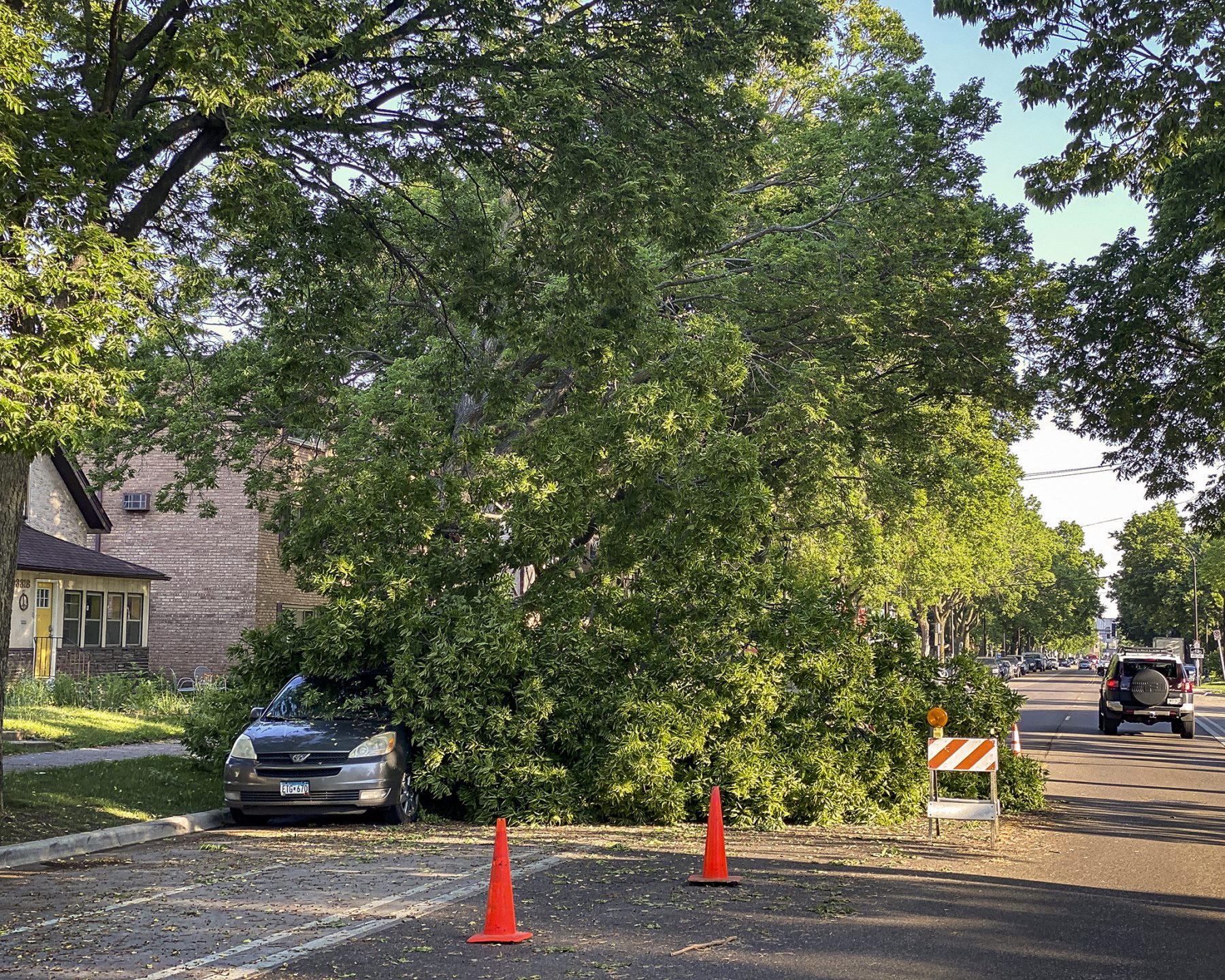 A large tree fell onto Minnehaha Ave, on top of an unfortunate car.