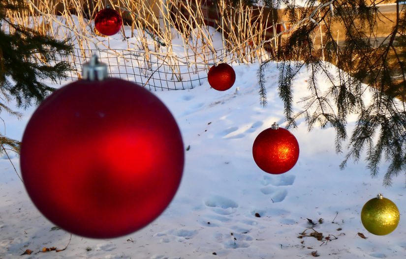 Shiny red and gold balls gleam against snow with yellow stems in background