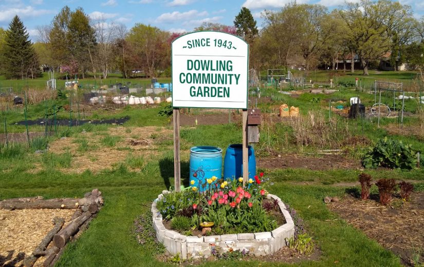 Large garden field with green and white sign over flowering tulip bed reading Since 1943 — Dowling Community Garden